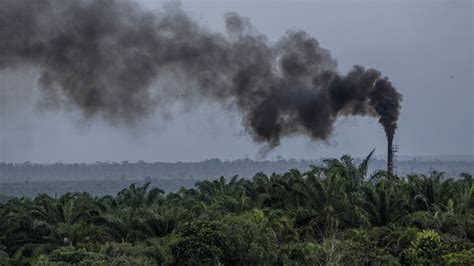 How Does Overharvesting Affect Biodiversity