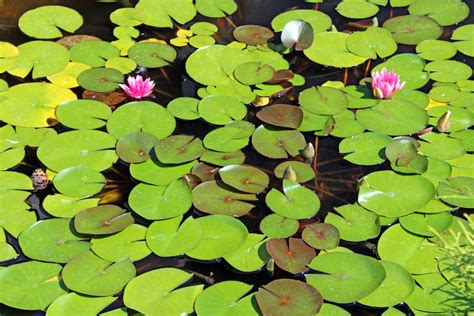 Lily Pads In A Pond Free Stock Photo - Public Domain Pictures