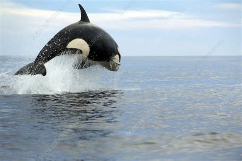 Killer whale hunting - Stock Image - C019/4452 - Science Photo Library