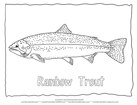 Rainbow Trout Coloring Page, Rainbow Trout Pictures for Fish Coloring ...