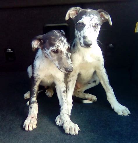 Stunning merle lurcher puppies | in Grove, Oxfordshire | Gumtree