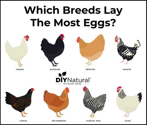 Best Egg Laying Chickens: A List of The 15 Best Chicken Breeds for Eggs