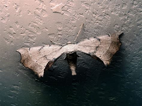 Free Images : sea, water, nature, rock, wing, wood, leaf, wall, ice, reflection, insect, moth ...