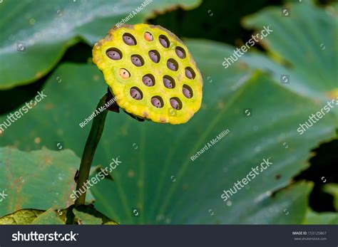 Interesting Seed Pod Yellow Lotus Water Stock Photo (Edit Now) 153125867