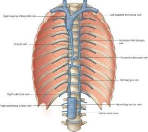 Azygos Vein - Location, Function, and Pictures