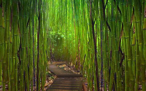 HD wallpaper: bamboo, thickets, path, bends, young, green | Wallpaper Flare