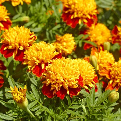 Marigold Orange Flame seeds - Tagetes patula nana - 350 seeds – Garden Seeds Market | Free shipping