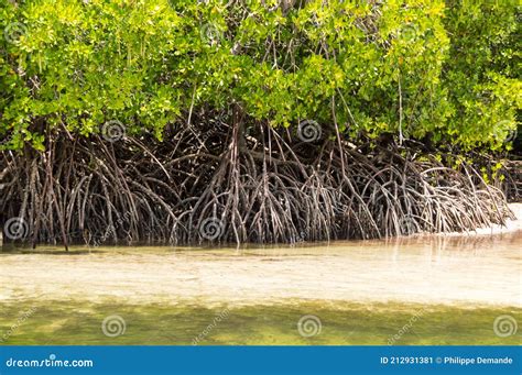 Mangroves with white sand stock image. Image of cree - 212931381