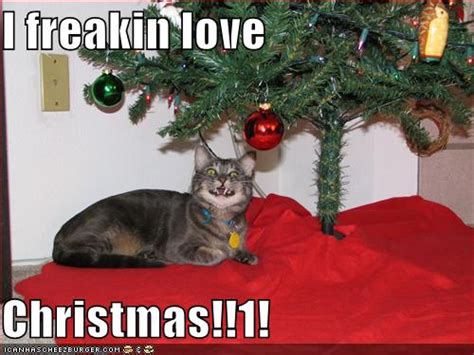 Funny wallpapers|HD wallpapers: funny christmas cats