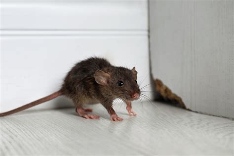 Crucial Signs of a Rodent Infestation - Metro Vancouver Pest Control ...