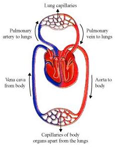 describe double circulation in human beings why it is necessary - Science - Life Processes ...