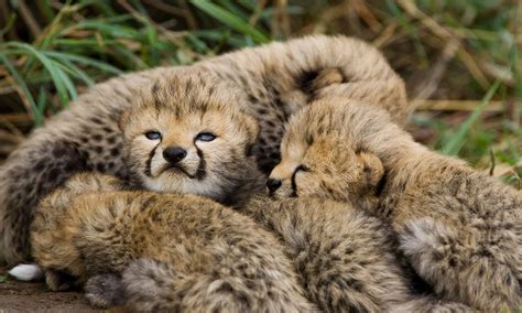 About Cheetahs • Cheetah Facts • Cheetah Conservation Fund