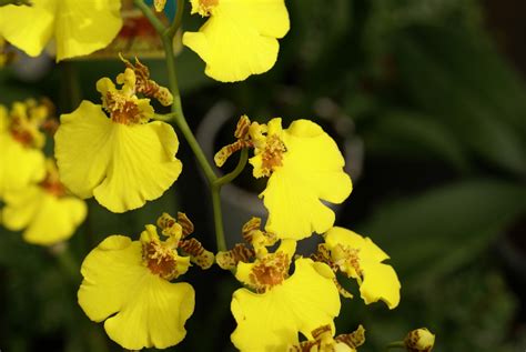 yellow oncidium orchid | Yellow orchid, Oncidium orchids, Types of orchids