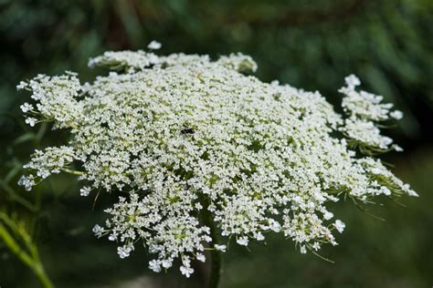 Queen Anne’s Lace Part I: Folklore and Identification – Herbal Academy