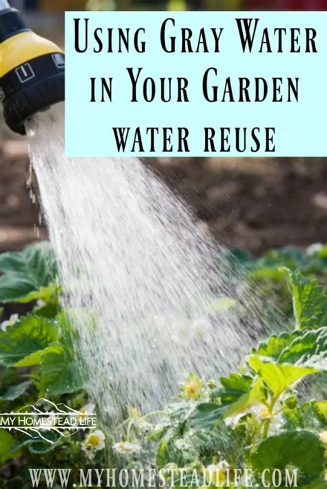 Using Gray Water in Your Garden- Water Reuse - My Homestead Life