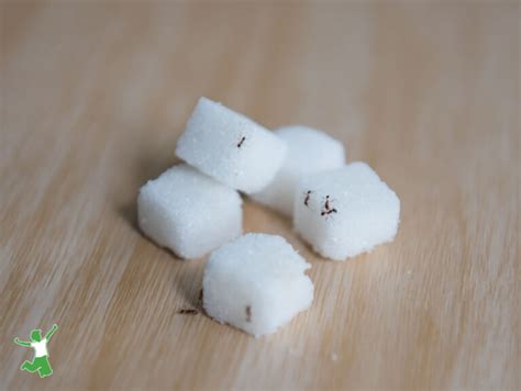 How to Get Rid of Sugar Ants | Healthy Home Economist