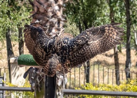 Montecasino Bird Gardens | Montecasino Bird Gardens - the on… | Flickr