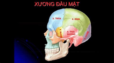 Cấu tạo Xương mặt, xương đầu, xương cổ ở người - YouTube