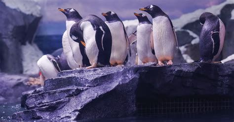 Antarctic Gentoo penguins arrive at WOW museum and aquarium