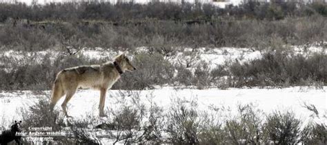 Yellowstone Wolf: Tracking the Packs