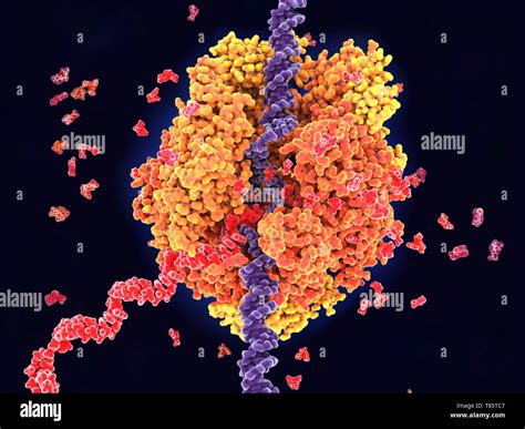 Rna polymerase ii hi-res stock photography and images - Alamy