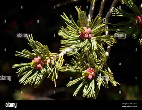 Whitebark pine cones (Pinus albicaulis). These contain the male ...