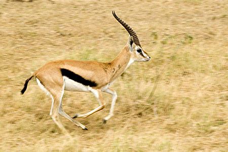 Male Thomson's Gazelle Running | John Hallam | Flickr