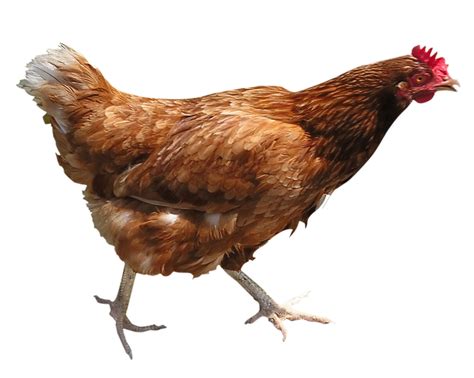 Chicken PNG image