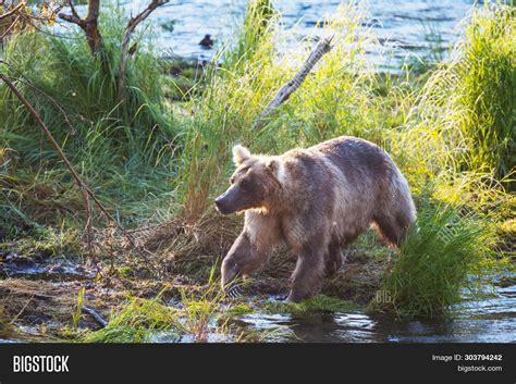 Grizzly Bear Hunting Image & Photo (Free Trial) | Bigstock