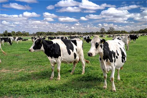 Australian Dairy Farmers statement on re-regulating the dairy industry ...