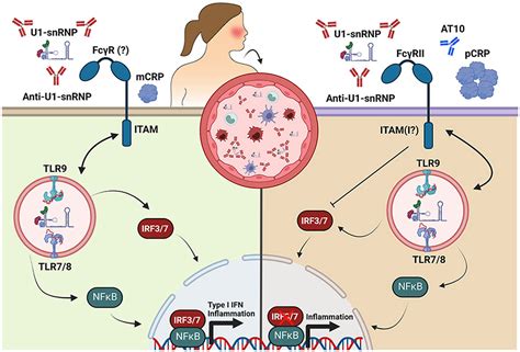 C-reactive protein reduces the immune response in inflammatory disease