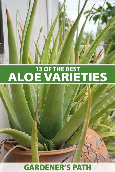 13 of the Best Aloe Varieties for Landscaping and Containers