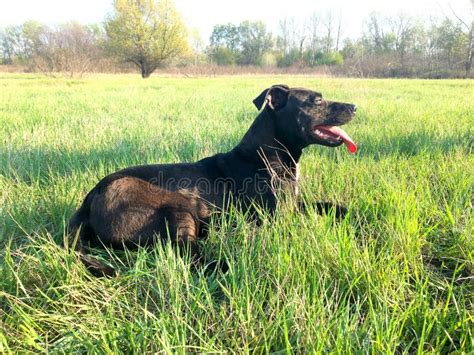 Amstaff female stock photo. Image of american, beautiful - 191513276