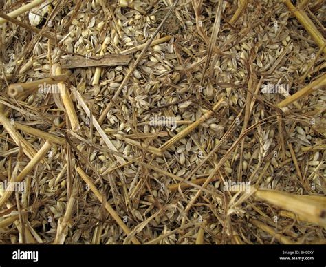 Chaff wheat hi-res stock photography and images - Alamy