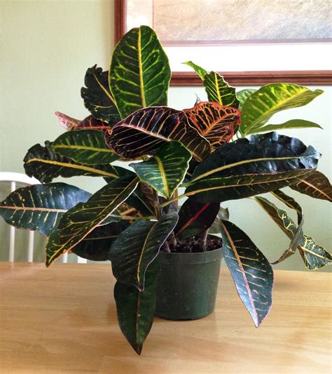 Received this beautifully variegated houseplant back in February. What ...