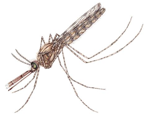 Female Mosquito Anopheles gambiae African Malaria Mosquito - Lizzie Harper