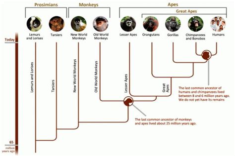 1000+ images about Biology Materials- Classification & Evolution on Pinterest | Videos ...