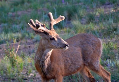 Photo Essay – Mule Deer Antlers – Mule Deer Foundation