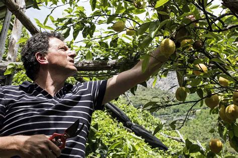 Salvatore Aceto: a lifetime with lemons - Authentic Amalfi Coast