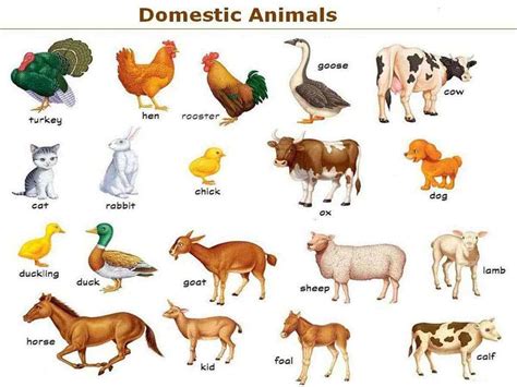 Domestic Animals List In English