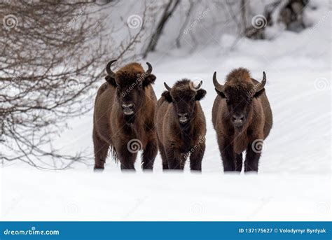 European Bison Bison Bonasus in Natural Habitat Stock Image - Image of ...