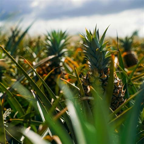 Maui Pineapple Tour | Pineapple Farm Tours in Maui, HI