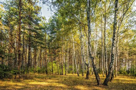 Forest landscape. Russia | Forest landscape, Forest, Landscape