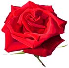 Rose Flower Red Transparent PNG Image | Gallery Yopriceville - High ...