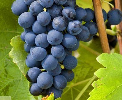 Syrah Wine Grapes, Flavor, Character, History, Wine Pairing Tips