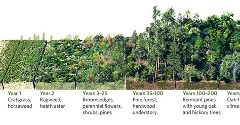 Ecology - Forest Ecology - Forestrypedia