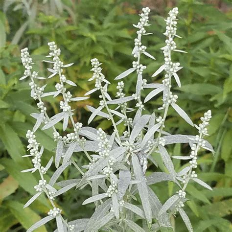 X251 PRAIRIE SAGE SEEDS Artemisia Ludoviciana 300 graines ARMOISE DE LOUISIANE Plantes, graines ...