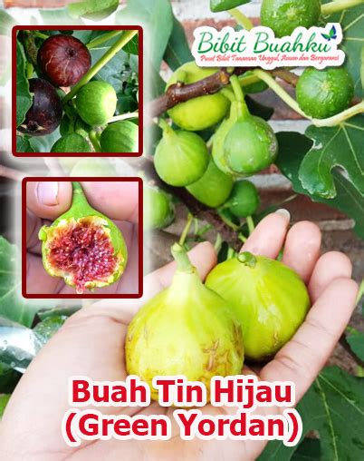 Pohon Buah Tin