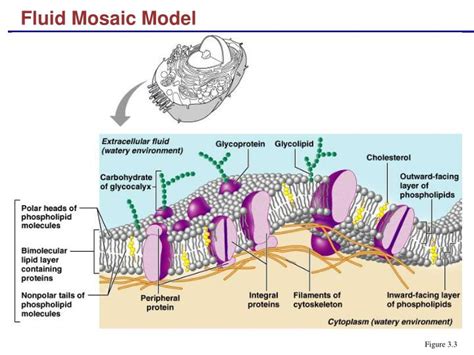 PPT - Fluid Mosaic Model PowerPoint Presentation, free download - ID:315477