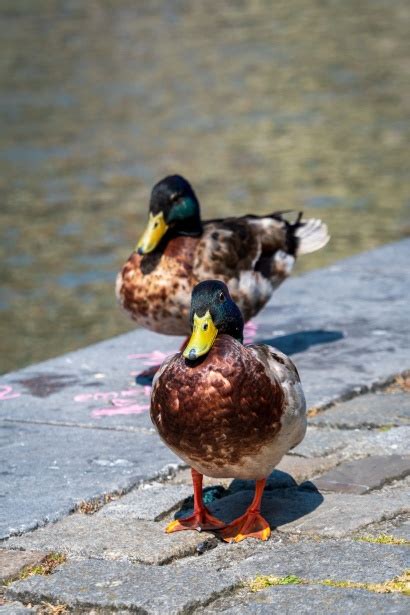 Duck, Mallard, Drake, Bird Free Stock Photo - Public Domain Pictures